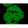 WYSIWYG Caulastrea furcata Gelb