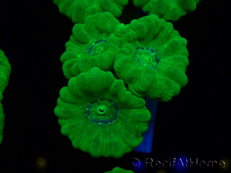 WYSIWYG Caulastrea furcata Yellow 11