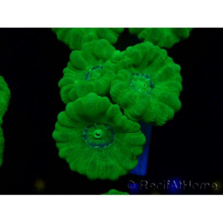 WYSIWYG Caulastrea furcata Yellow