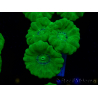 WYSIWYG Caulastrea furcata Yellow 11