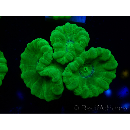 WYSIWYG Caulastrea furcata Amarillo