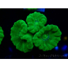 WYSIWYG Caulastrea furcata Gelb