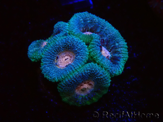 WYSIWYG Micromussa lordhowensis (ex Acanthastrea)