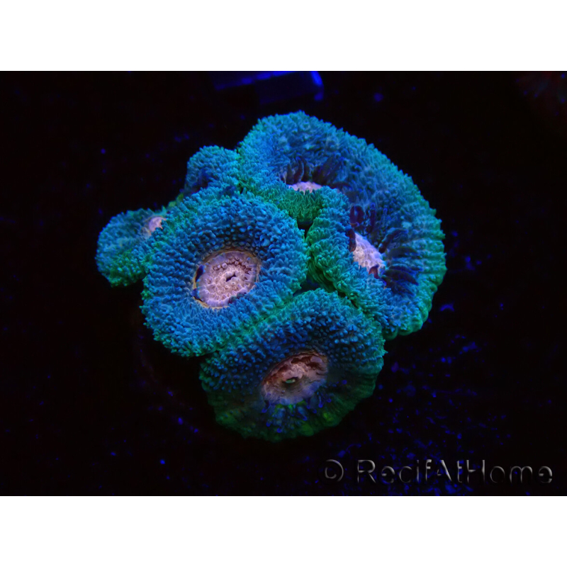 WYSIWYG Micromussa lordhowensis (antes Acanthastrea)