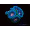 WYSIWYG Micromussa lordhowensis (antes Acanthastrea)
