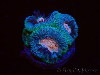 WYSIWYG Micromussa lordhowensis (formerly Acanthastrea)