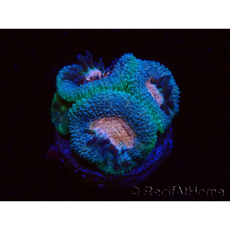 WYSIWYG Micromussa lordhowensis (antes Acanthastrea)