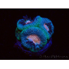 WYSIWYG Micromussa lordhowensis (ehemals Acanthastrea)