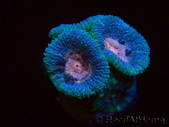 WYSIWYG Micromussa lordhowensis (formerly Acanthastrea)