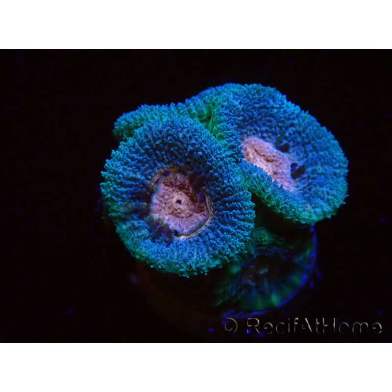 WYSIWYG Micromussa lordhowensis (antes Acanthastrea)