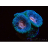 WYSIWYG Micromussa lordhowensis (antes Acanthastrea)