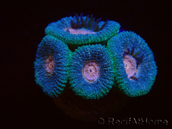 WYSIWYG Micromussa lordhowensis (antes Acanthastrea)