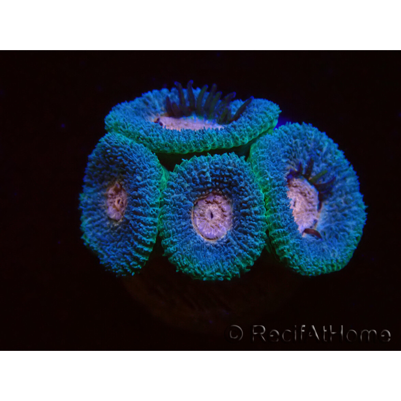 WYSIWYG Micromussa lordhowensis (antes Acanthastrea)