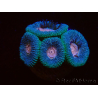 WYSIWYG Micromussa lordhowensis INDO (ex Acanthastrea) 25A4