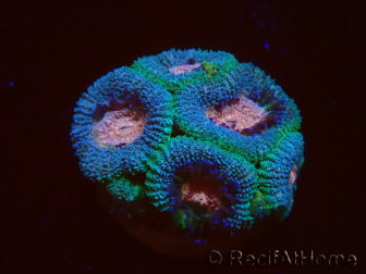 WYSIWYG Micromussa lordhowensis (ehemals Acanthastrea)