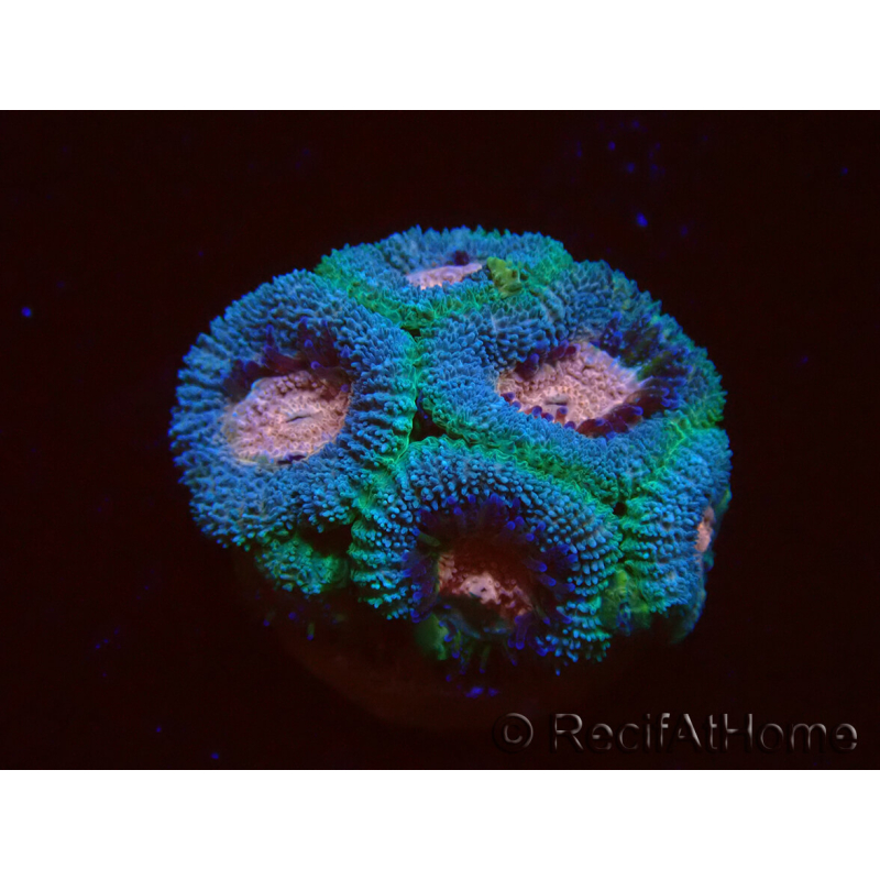 WYSIWYG Micromussa lordhowensis (antes Acanthastrea)