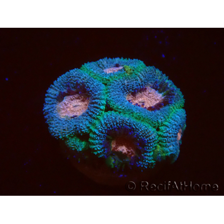 WYSIWYG Micromussa lordhowensis (ex Acanthastrea)