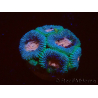 WYSIWYG Micromussa lordhowensis (antes Acanthastrea)