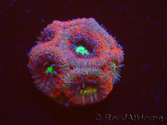WYSIWYG Micromussa lordhowensis (formerly Acanthastrea)