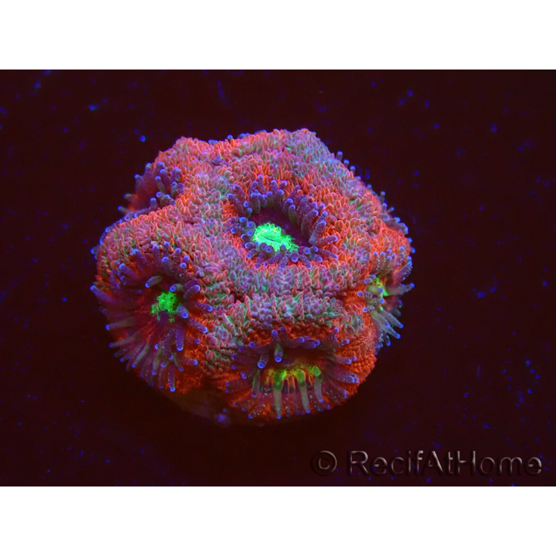 WYSIWYG Micromussa lordhowensis (antes Acanthastrea)
