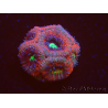 WYSIWYG Micromussa lordhowensis (ehemals Acanthastrea)