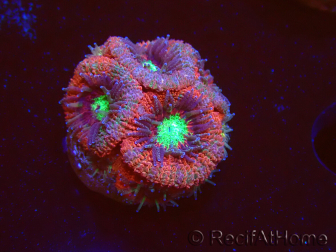 WYSIWYG Micromussa lordhowensis (formerly Acanthastrea)