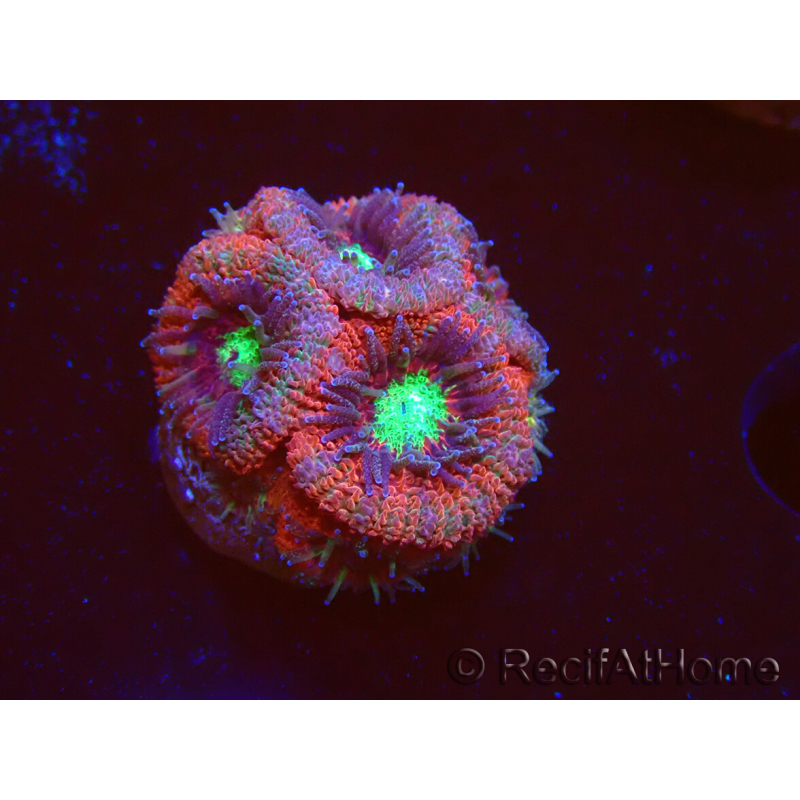 WYSIWYG Micromussa lordhowensis INDO (ex Acanthastrea) 25A7