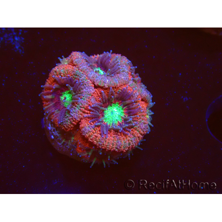 WYSIWYG Micromussa lordhowensis (formerly Acanthastrea)