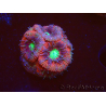 WYSIWYG Micromussa lordhowensis (antes Acanthastrea)