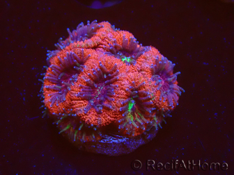 WYSIWYG Micromussa lordhowensis (ehemals Acanthastrea)