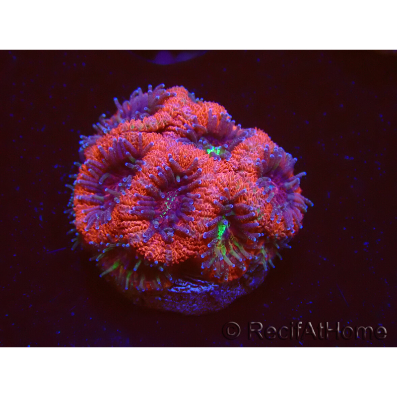 WYSIWYG Micromussa lordhowensis INDO (ex Acanthastrea) 25A8