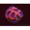 WYSIWYG Micromussa lordhowensis INDO (ex Acanthastrea) 25A8