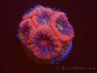 WYSIWYG Micromussa lordhowensis (antes Acanthastrea)