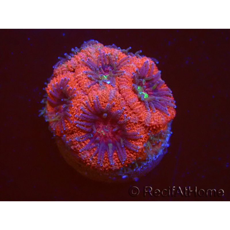 WYSIWYG Micromussa lordhowensis (antes Acanthastrea)