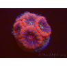 WYSIWYG Micromussa lordhowensis (ehemals Acanthastrea)