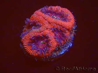 WYSIWYG Micromussa lordhowensis (ehemals Acanthastrea)