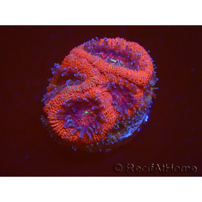 WYSIWYG Micromussa lordhowensis INDO (ex Acanthastrea) 25A10