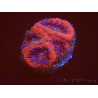WYSIWYG Micromussa lordhowensis INDO (ex Acanthastrea) 25A10