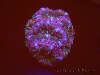 WYSIWYG Micromussa lordhowensis (formerly Acanthastrea)