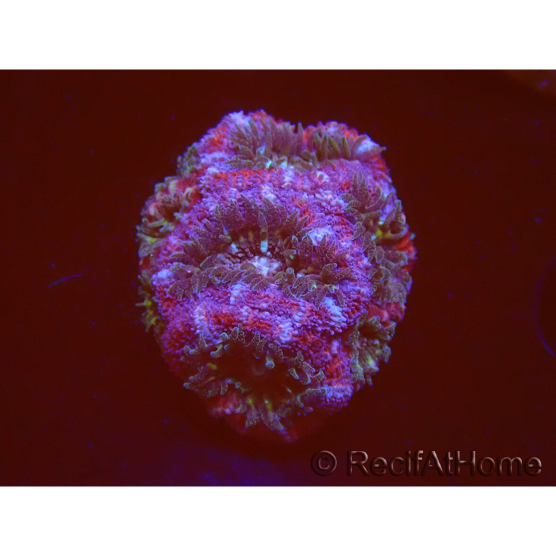 WYSIWYG Micromussa lordhowensis INDO (ex Acanthastrea) 25B1