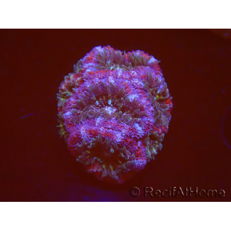 WYSIWYG Micromussa lordhowensis (formerly Acanthastrea)