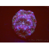 WYSIWYG Micromussa lordhowensis INDO (ex Acanthastrea) 25B1