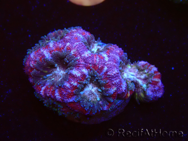 WYSIWYG Micromussa lordhowensis (ex Acanthastrea)