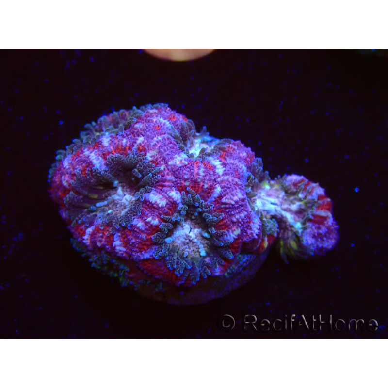 WYSIWYG Micromussa lordhowensis INDO (ex Acanthastrea) 25B2