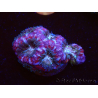 WYSIWYG Micromussa lordhowensis INDO (ex Acanthastrea) 25B2