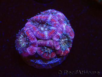 WYSIWYG Micromussa lordhowensis INDO (ex Acanthastrea) 25B3