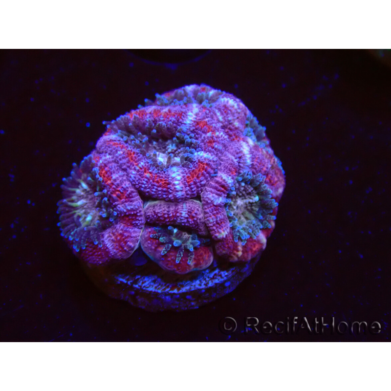 WYSIWYG Micromussa lordhowensis (ehemals Acanthastrea)