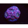 WYSIWYG Micromussa lordhowensis INDO (ex Acanthastrea) 25B3