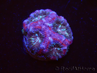 WYSIWYG Micromussa lordhowensis (ehemals Acanthastrea)