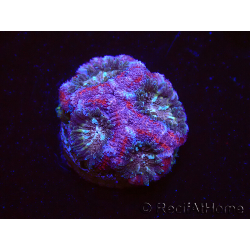 WYSIWYG Micromussa lordhowensis (antes Acanthastrea)